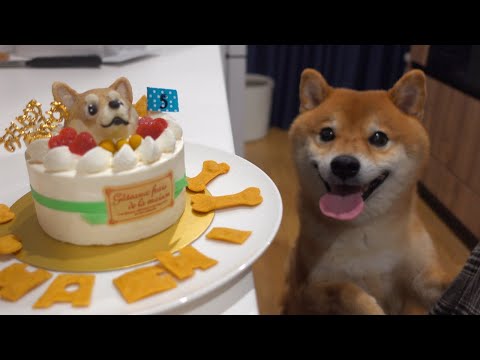 【誕生日】我が家の歴史上最も激しい誕生日会をする柴犬。(YouTube)