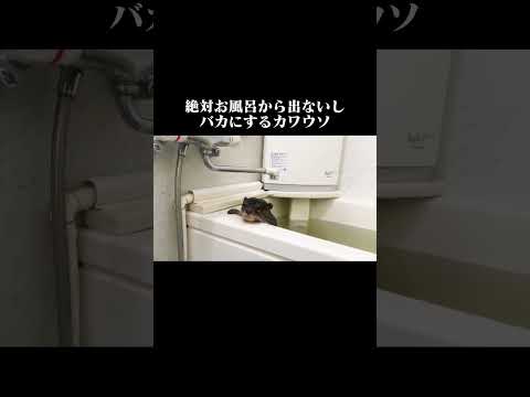 バカにするカワウソ#shorts(YouTube)
