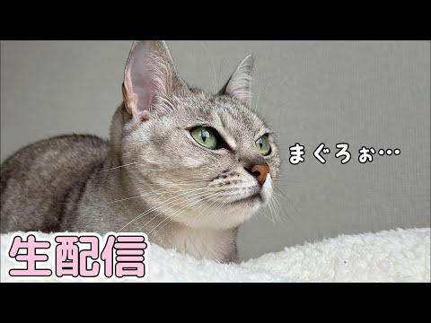 シャンプー頑張ったご褒美のマグロ🐟おやつ🍬生配信！(YouTube)