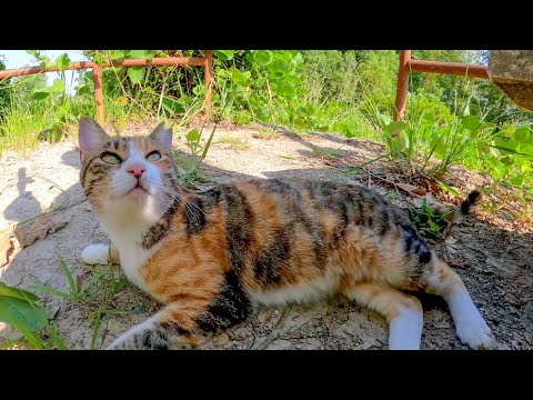 丘の上の展望所に行くとゴロンゴロン転がる三毛猫がいてカワイイ(YouTube)