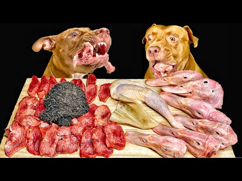 【閲覧注意肉テロASMR】アヒルの頭や骨付き肉を骨ごと食べるピットブルの咀嚼音が心地いい(YouTube)