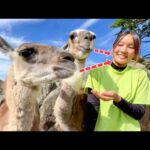 この動物はツバを吐くと言われています・・・w(YouTube)