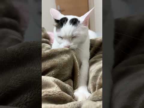 寝落ちしながらふみふみに忙しい猫 #shorts(YouTube)