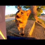 夕方の公園で野良猫を見掛けたので撫でてみると懐いてきてカワイイ(YouTube)