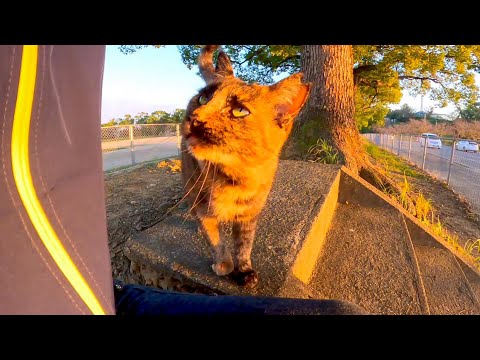 夕方の公園で野良猫を見掛けたので撫でてみると懐いてきてカワイイ(YouTube)