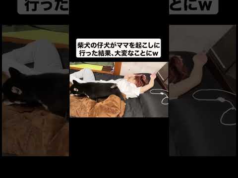 柴犬の子犬がママを起こしに行った結果、大変なことにw(YouTube)