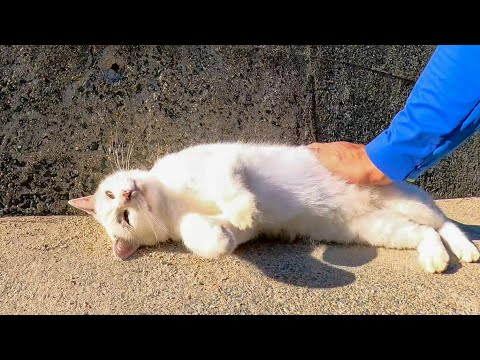 海沿いの道に行くと必ず挨拶してくる野良猫がいて楽しい(YouTube)