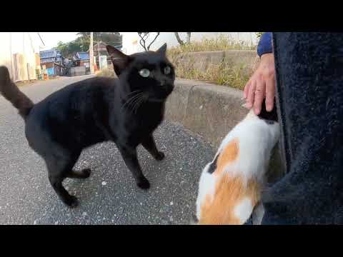 【今週のボツ動画】短い野良猫動画まとめて公開-unreleased video of this week-2022/10/1w(YouTube)