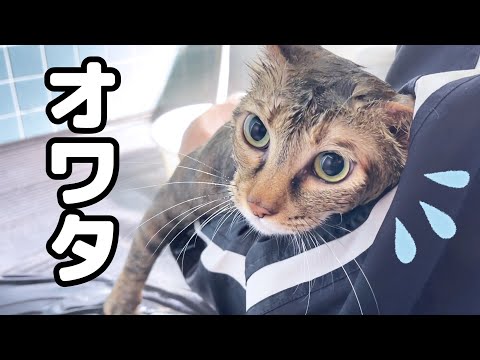 【お風呂】この身を差し出す覚悟を決めた猫(笑)(YouTube)