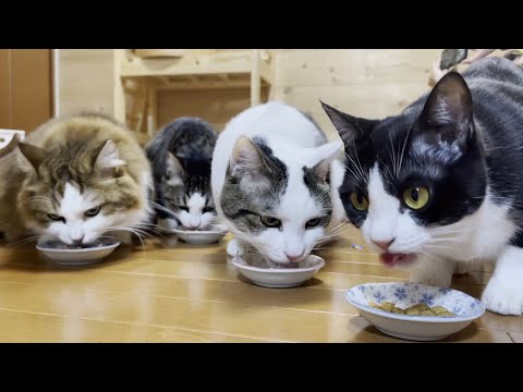 ご機嫌ナナメの猫に気を遣うお母さんはたいへんだ！！(YouTube)