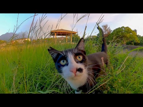 夕方の足湯の公園をパトロールする野良猫達(YouTube)