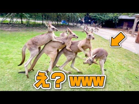 動物の味覚調査してたらカンガルーの決闘始まったww(YouTube)