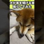犬が絶対首を傾げると言われている音源を流してみた　#shorts(YouTube)