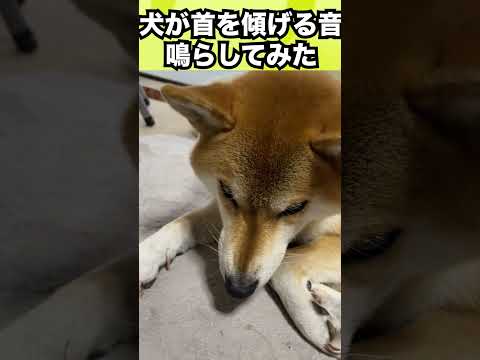 犬が絶対首を傾げると言われている音源を流してみた　#shorts(YouTube)