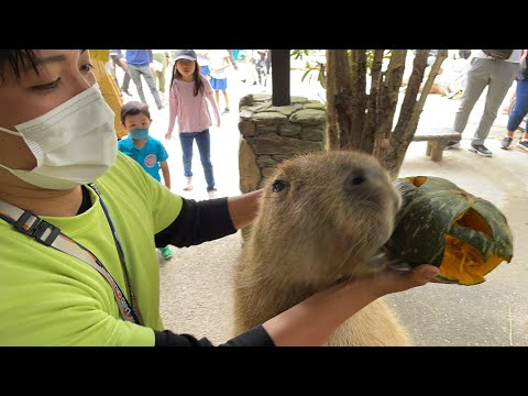 カピバラcapybara(YouTube)