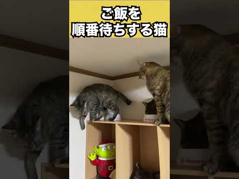 ご飯を順番待ちする猫がこちらです…笑　　#shorts(YouTube)