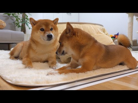 八つ当たり気味に隣にきて寄り添う柴犬がかわいい。(YouTube)