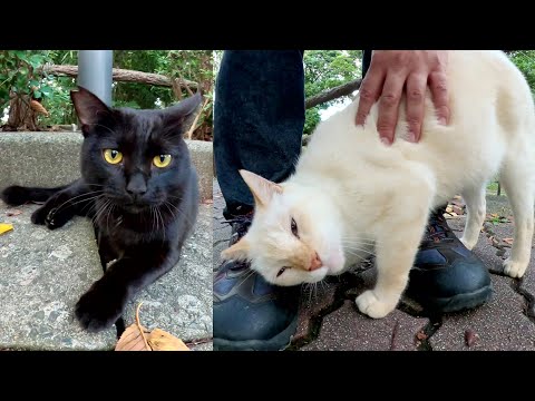 ジワジワと距離を詰めてくる白猫が怖くて逃げ出してしまう黒猫(YouTube)
