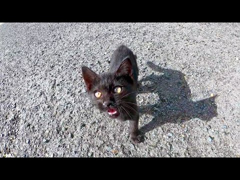 子猫の黒猫が何か話し掛けてきたので立ち止まると白猫もやって来て子猫プロレスに発展(YouTube)