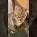 ちゃんとお話ししている猫　#shorts(YouTube)
