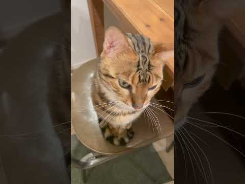 ちゃんとお話ししている猫　#shorts(YouTube)