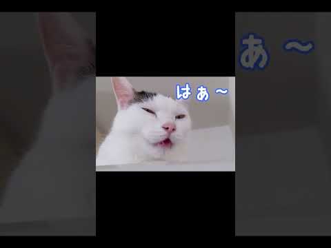 癖が強すぎる猫ww #shorts(YouTube)