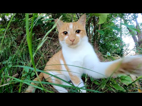やんちゃな茶シロ猫にGoProのマイクをパクられたw(YouTube)