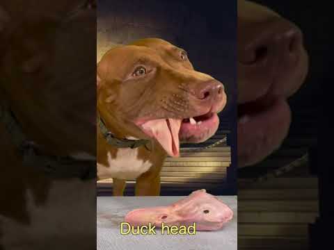 閲覧注意‼️育ち盛りのピットブルが骨付き肉を豪快に食らう#shorts(YouTube)