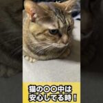 猫が〇〇してる時は安心してる時です！#shorts(YouTube)
