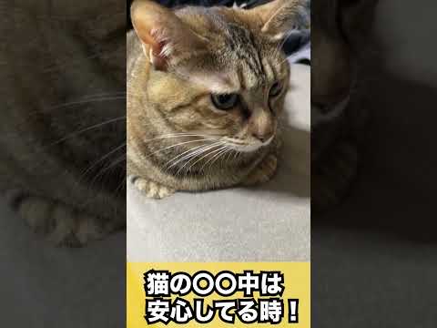 猫が〇〇してる時は安心してる時です！#shorts(YouTube)
