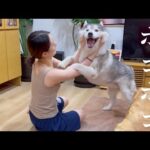 ここぞとばかりに闘いを挑む武闘派シベリアンハスキー vs 風貌からして強そうな姉(YouTube)