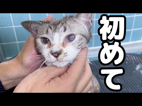 保護して初めてのお風呂！重度の猫風邪から2年経ちました。(YouTube)