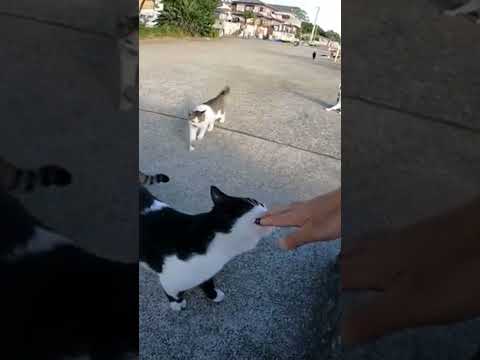 猫島で座ったらあっという間に猫に包囲される(YouTube)