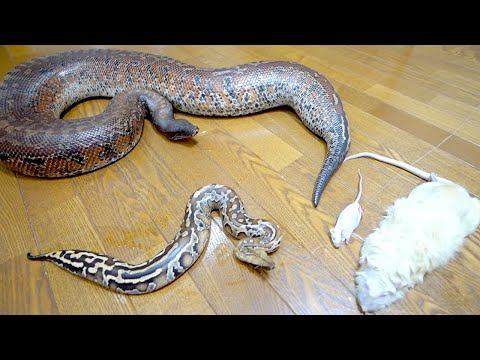 大蛇と赤ちゃん蛇のお食事(YouTube)