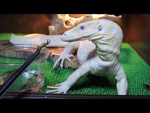 綺麗な川でとったカニをオオトカゲ達に食べさせてみると・・・(YouTube)