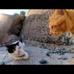 海辺に降りていってみるといろんな猫が沢山いて楽しい(YouTube)