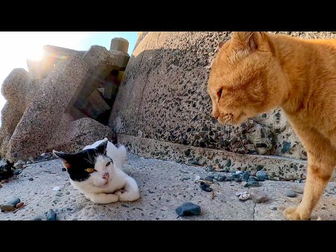 海辺に降りていってみるといろんな猫が沢山いて楽しい(YouTube)
