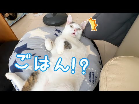 お昼ごはんの時間だと気付いた猫がこちら！(YouTube)
