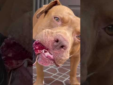 レベチな犬ピットブルの力がヤバすぎる【閲覧注意ASMR】(YouTube)