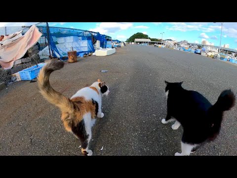 漁港でハートの三毛猫ちゃんがモフられにきたので撫でるとライバルの髭のハチワレ猫もやって来た(YouTube)
