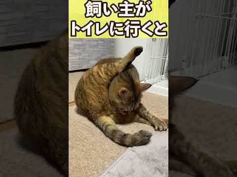 飼い主がトイレに行った後の猫の行動が可愛すぎました…　#shorts(YouTube)