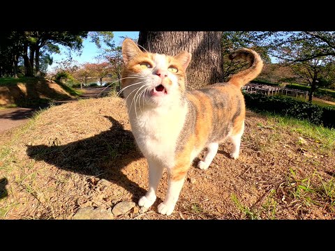 可愛い鳴き声と上目遣いで甘えてくる三毛猫(YouTube)