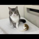 褒めてほしくて枕元にネズミをプレゼントしてくれた猫がかわいすぎたw(YouTube)