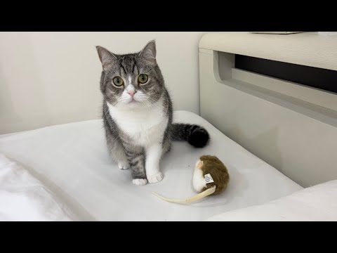 褒めてほしくて枕元にネズミをプレゼントしてくれた猫がかわいすぎたw(YouTube)