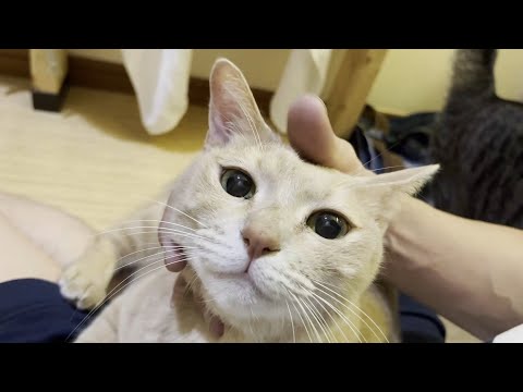 お父さんの風呂上りを出待ちする猫(YouTube)