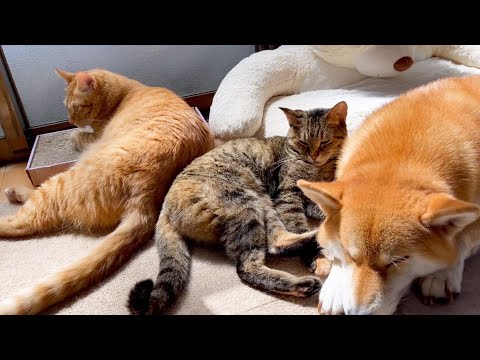 犬が日向ぼっこしてたら猫がたくさん寄ってきました！(YouTube)