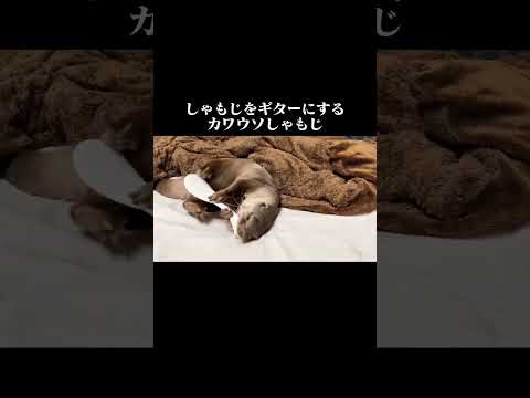 しゃもじをギターにするカワウソしゃもじ#shorts(YouTube)