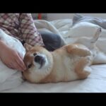 実家から生還した柴犬は無事に寝不足になったようです。(YouTube)