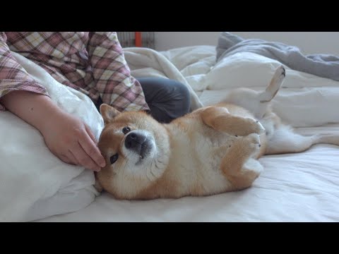実家から生還した柴犬は無事に寝不足になったようです。(YouTube)