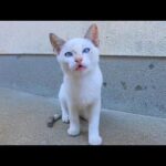 漁港の街の路地裏にいた白猫の子猫達がカワイ過ぎる(YouTube)